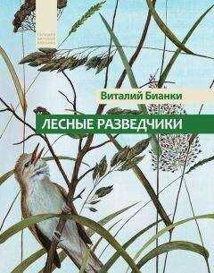 Виталий Бианки - Лесные разведчики (сборник)